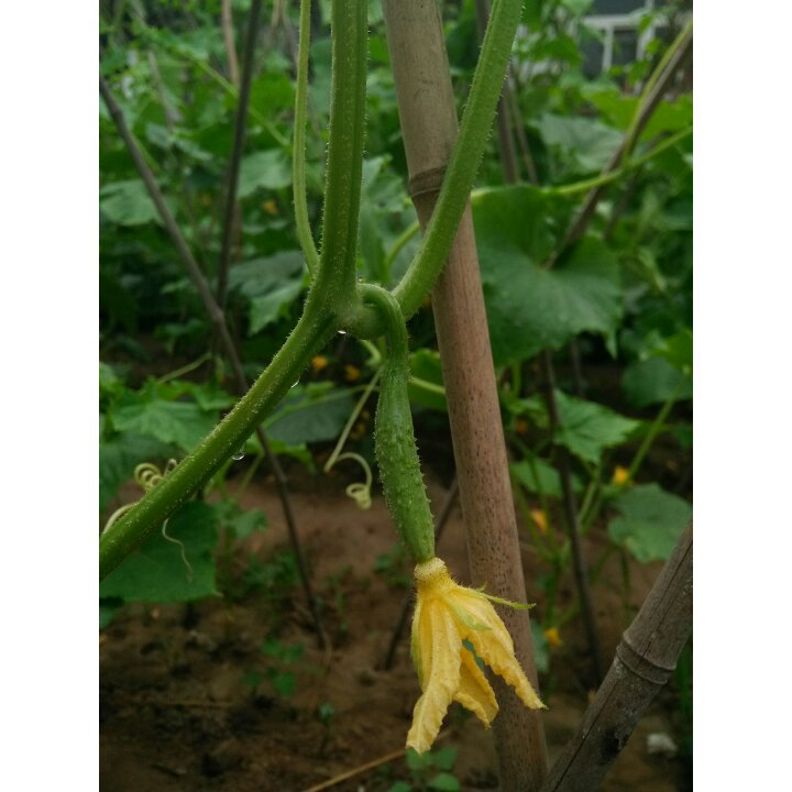 减肥蔬菜汁