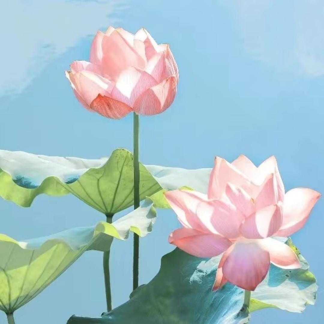 虾米虾米啊嘿