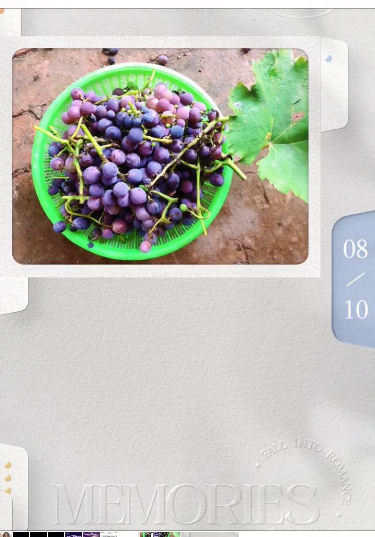 🍇葡萄酒自酿🍇留住夏天的味道