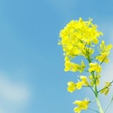 舒米勒的袜子