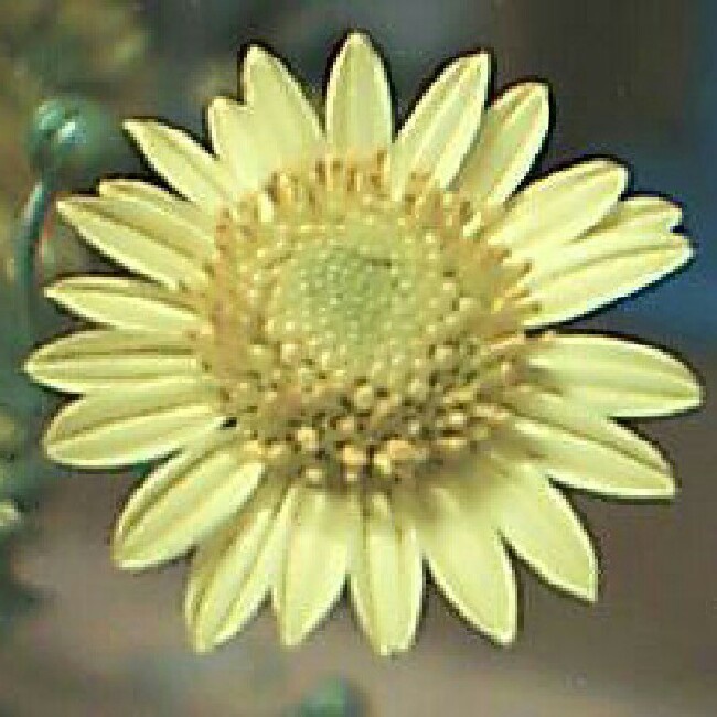 路边菊