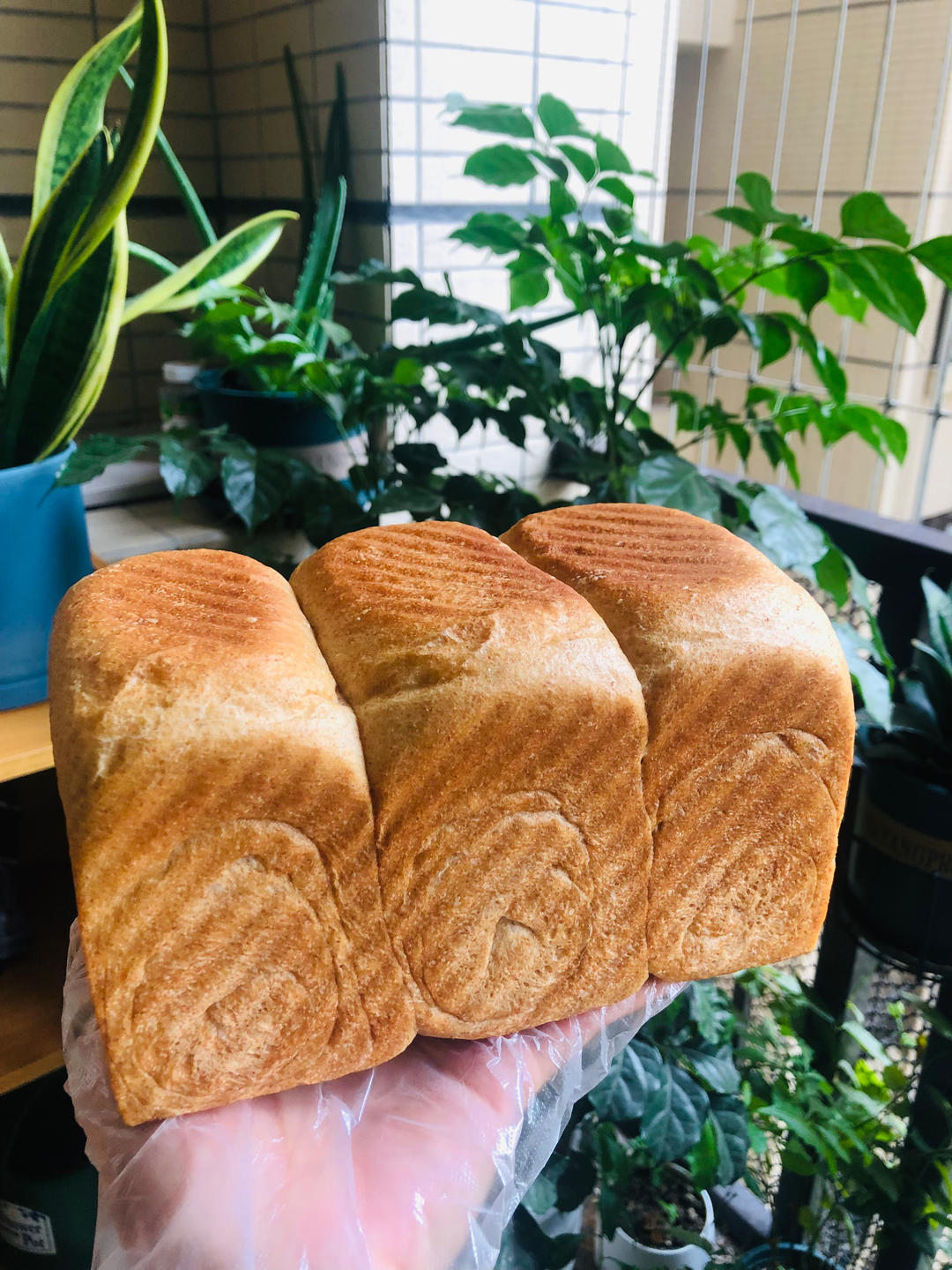 全麦吐司（70%冷藏中种法）