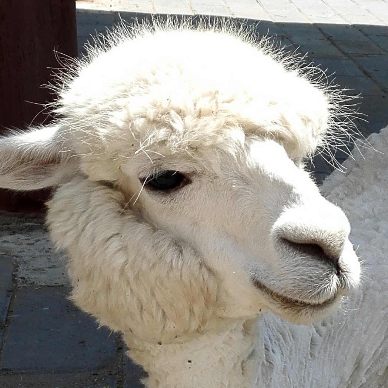 手机用户3963_v6p1