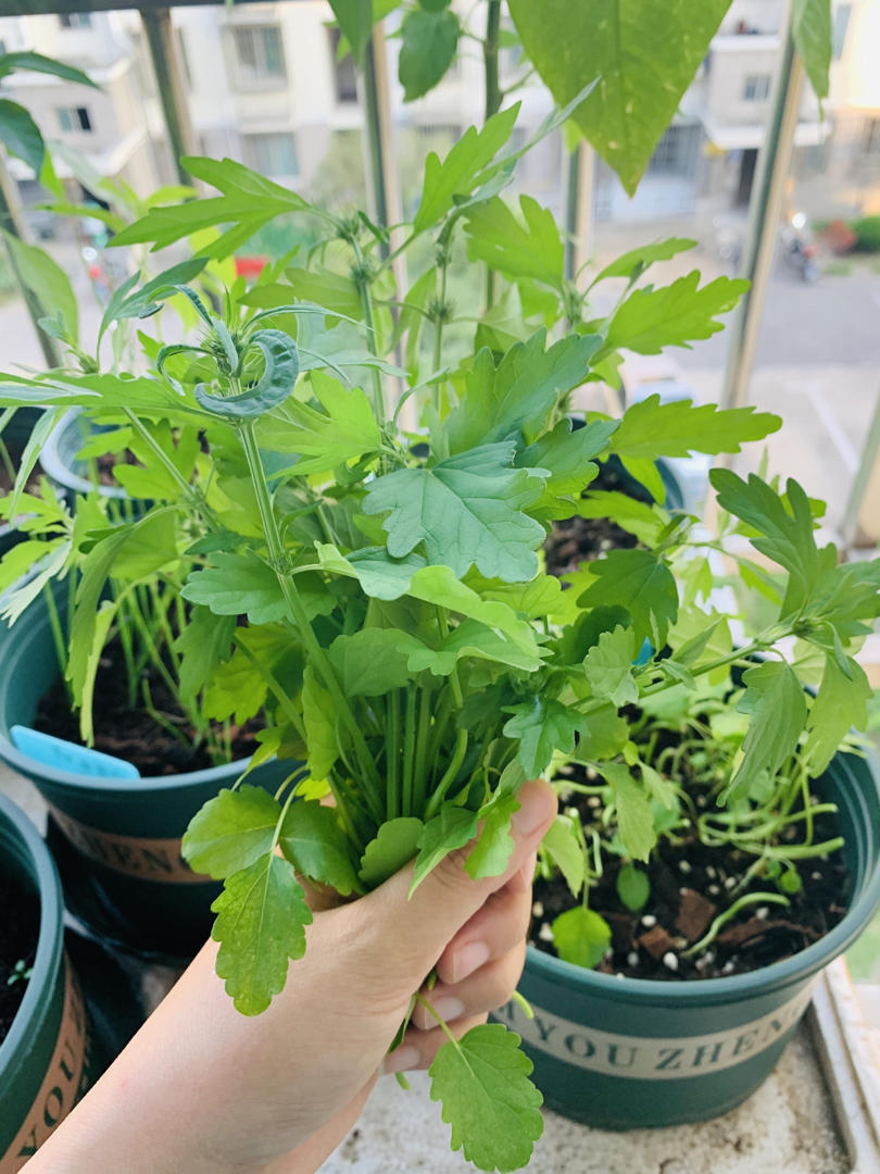 益母草瘦肉汤 (痛经，经量少的M M必备食疗)