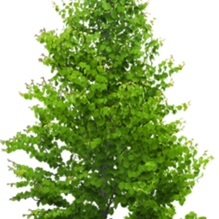 手机用户4371_rtcw