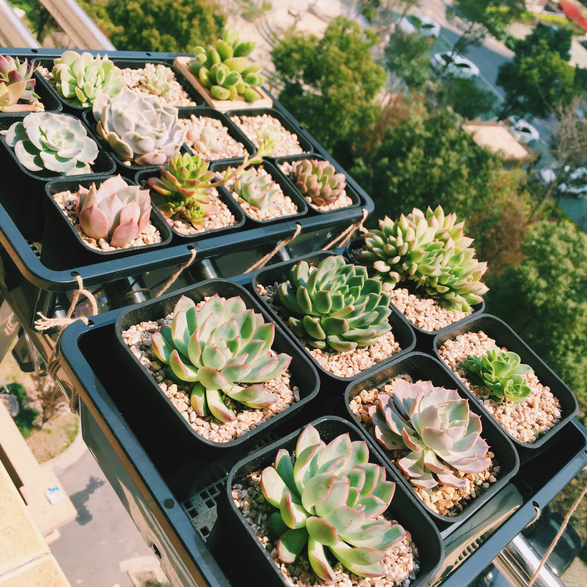 生菜（色拉用）生长记