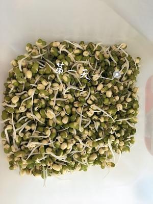 自种绿豆芽的做法 步骤2