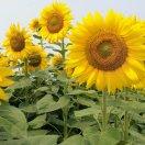 锦瑟流年_y7b8的厨房