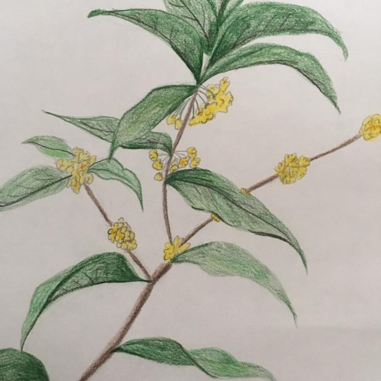 作品 翔子不二酱做的2018年10月08日 原来银桂的花期比金桂的晚  总之