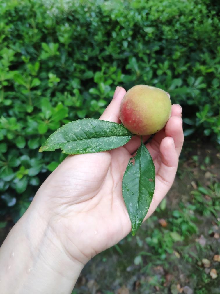 “不时不食”＿桃子干的做法 步骤1