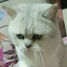 爱焖面