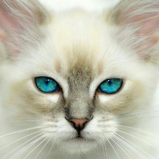 自言自语的气泡