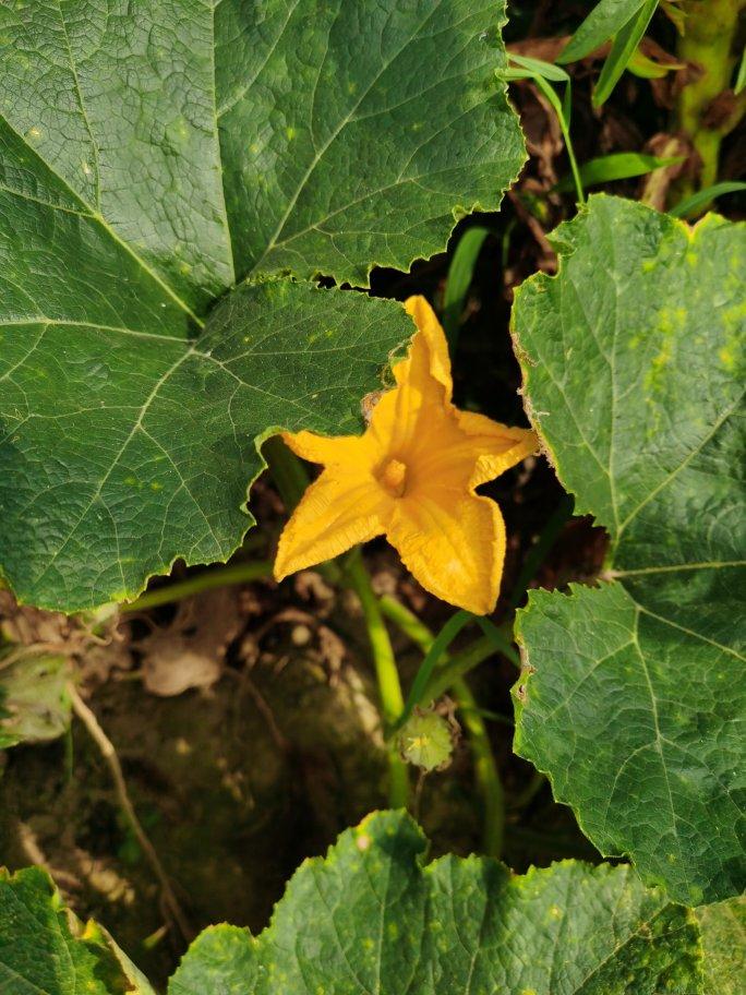 香蕉派【7月北鼎烤箱食谱】