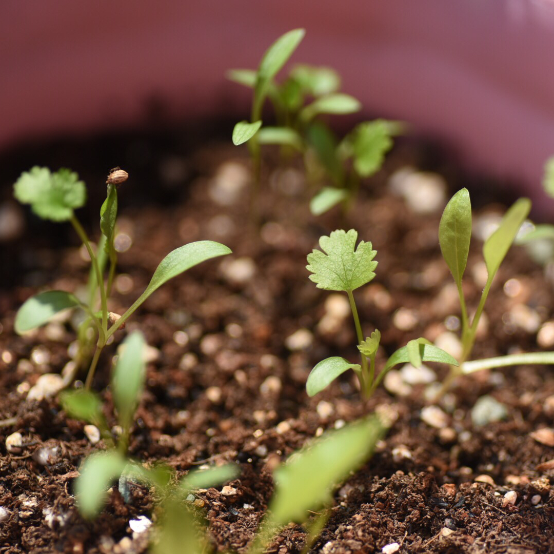 做过 水培薄荷大法 我的香菜太节约种子了