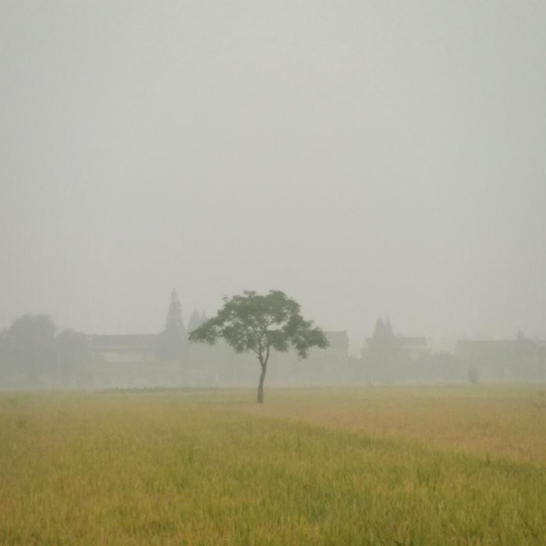 菜鸟园丁