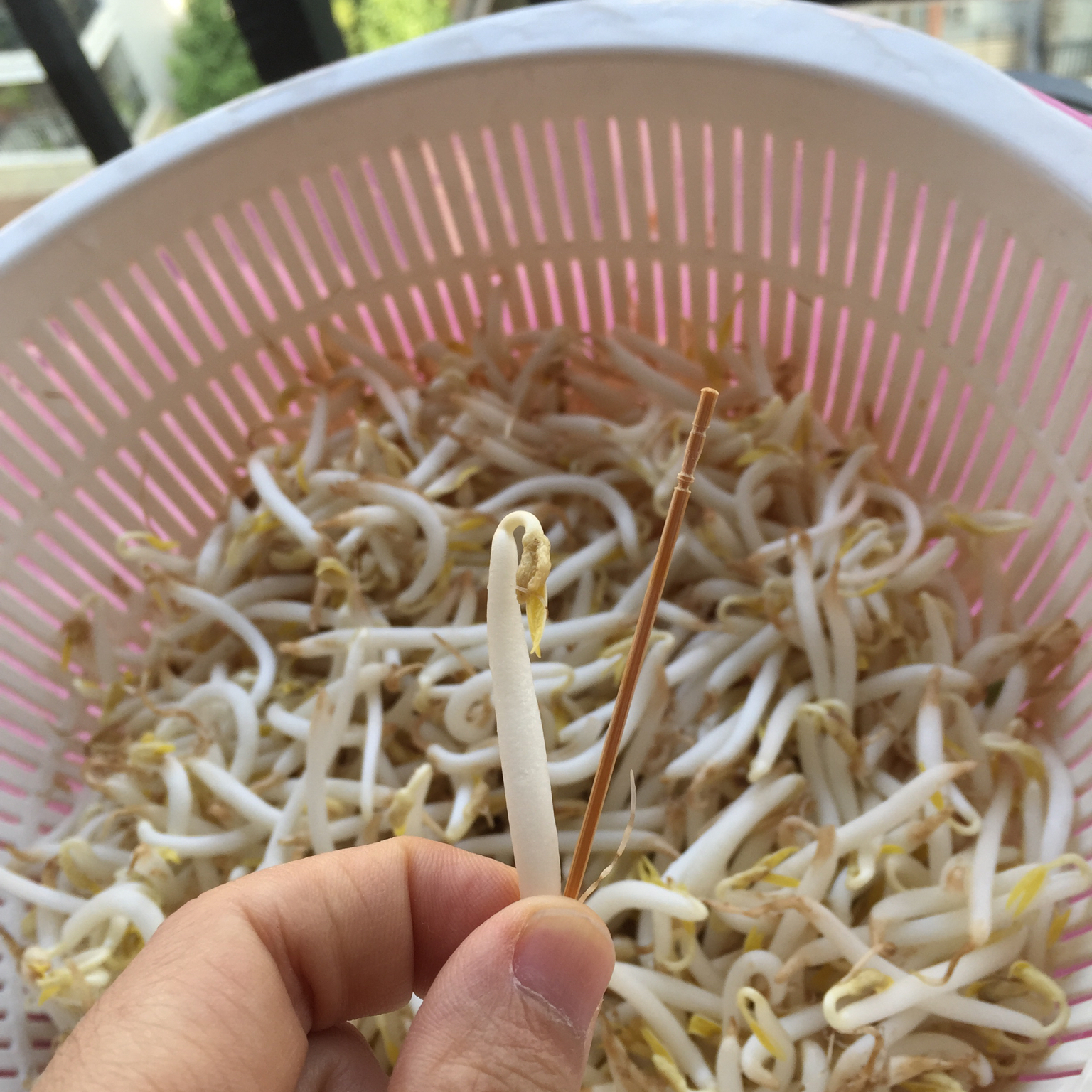 自发豆芽（可乐瓶发豆芽0失败！）