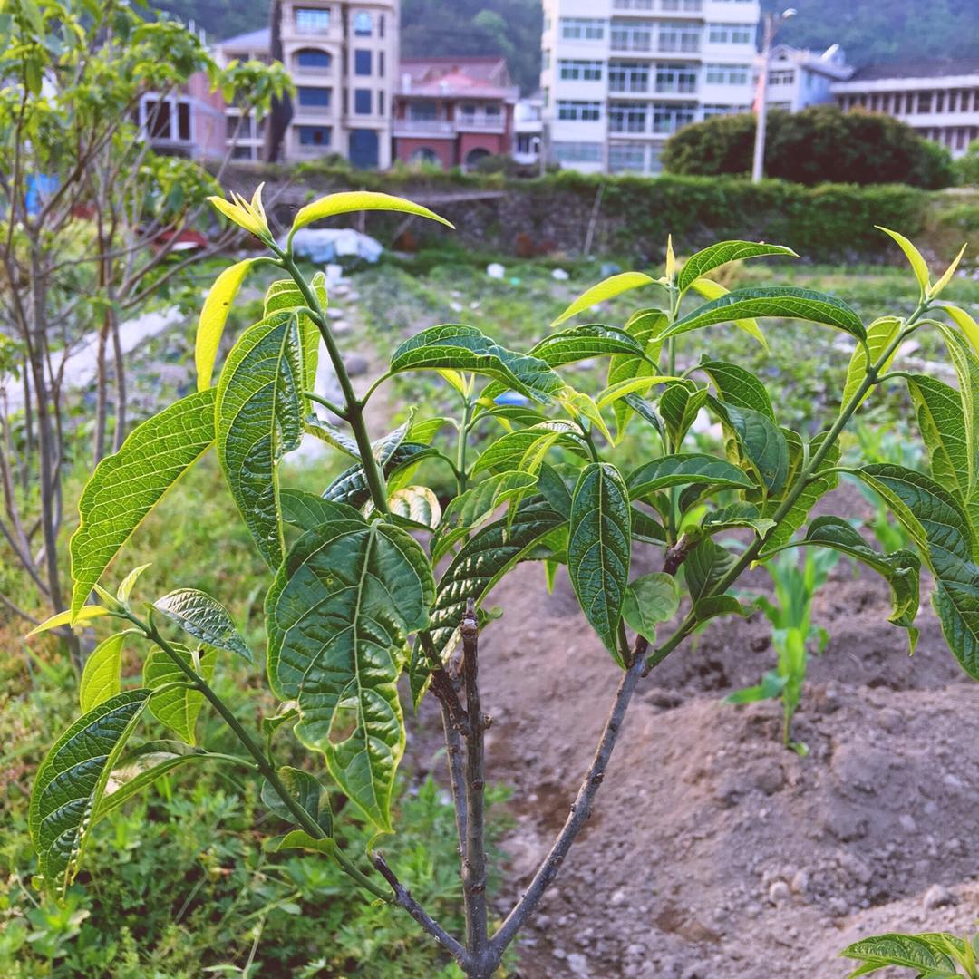 漂浮咖啡y做过我家的小菜园秋风丝一种春季受大家热衷的野菜之一趁着