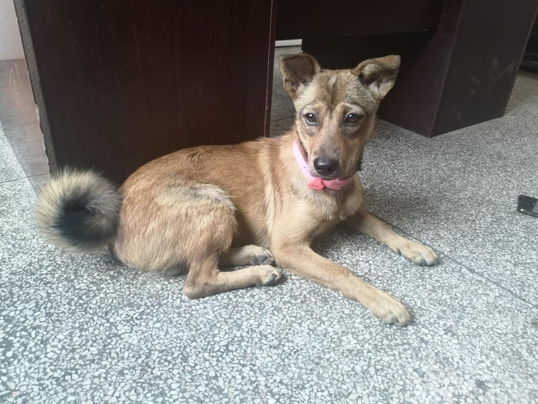 五代十国的柴荣喵