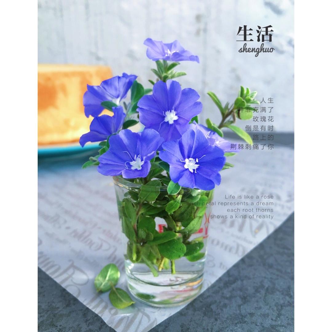 厨娘的花样show