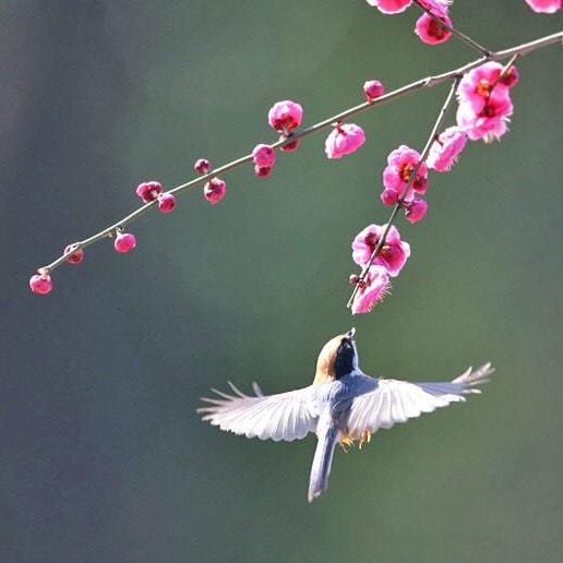 美丽心情_gz