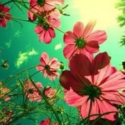 陌陌陌夕