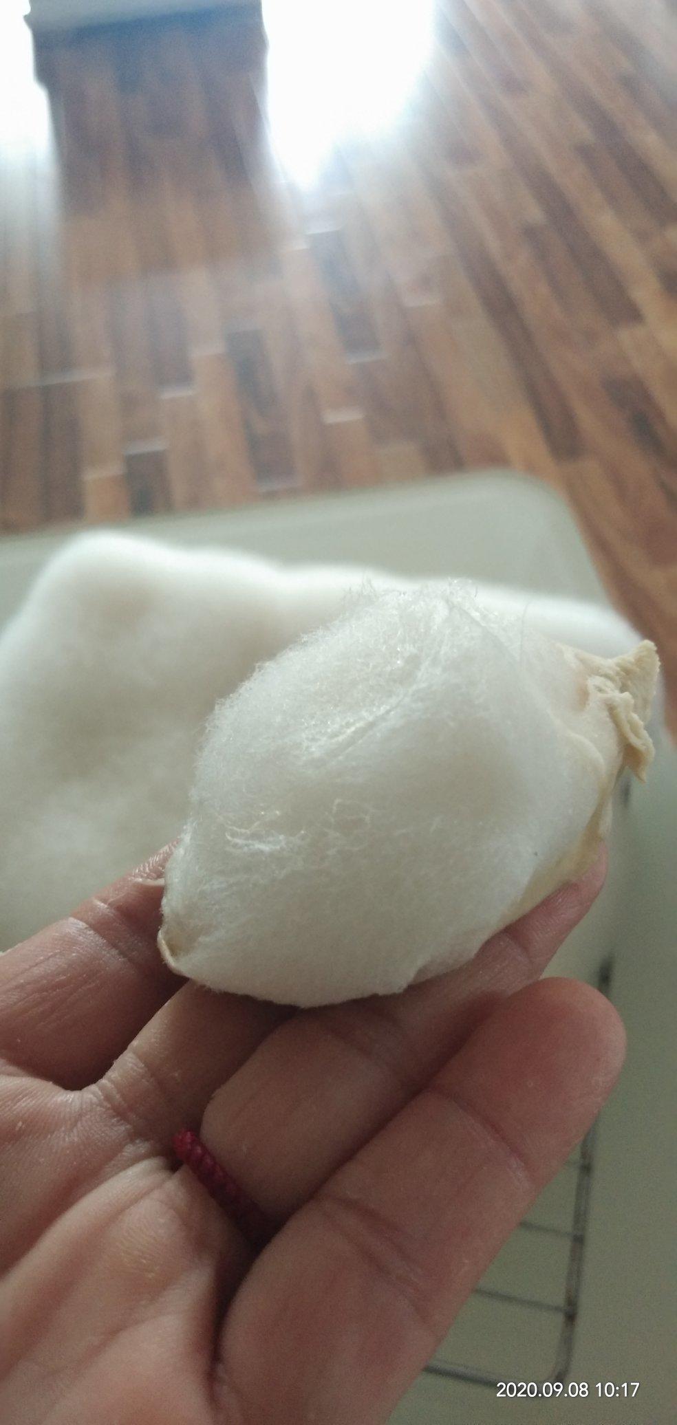 自制毛豆腐