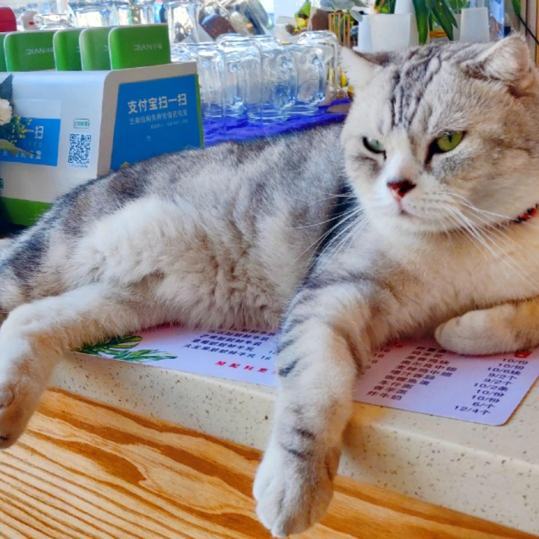 cat_in_the_secret是喵小晶