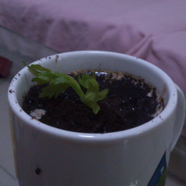 盆栽奶茶
