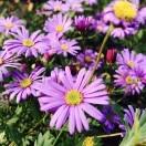 不爱做饭的毛豆