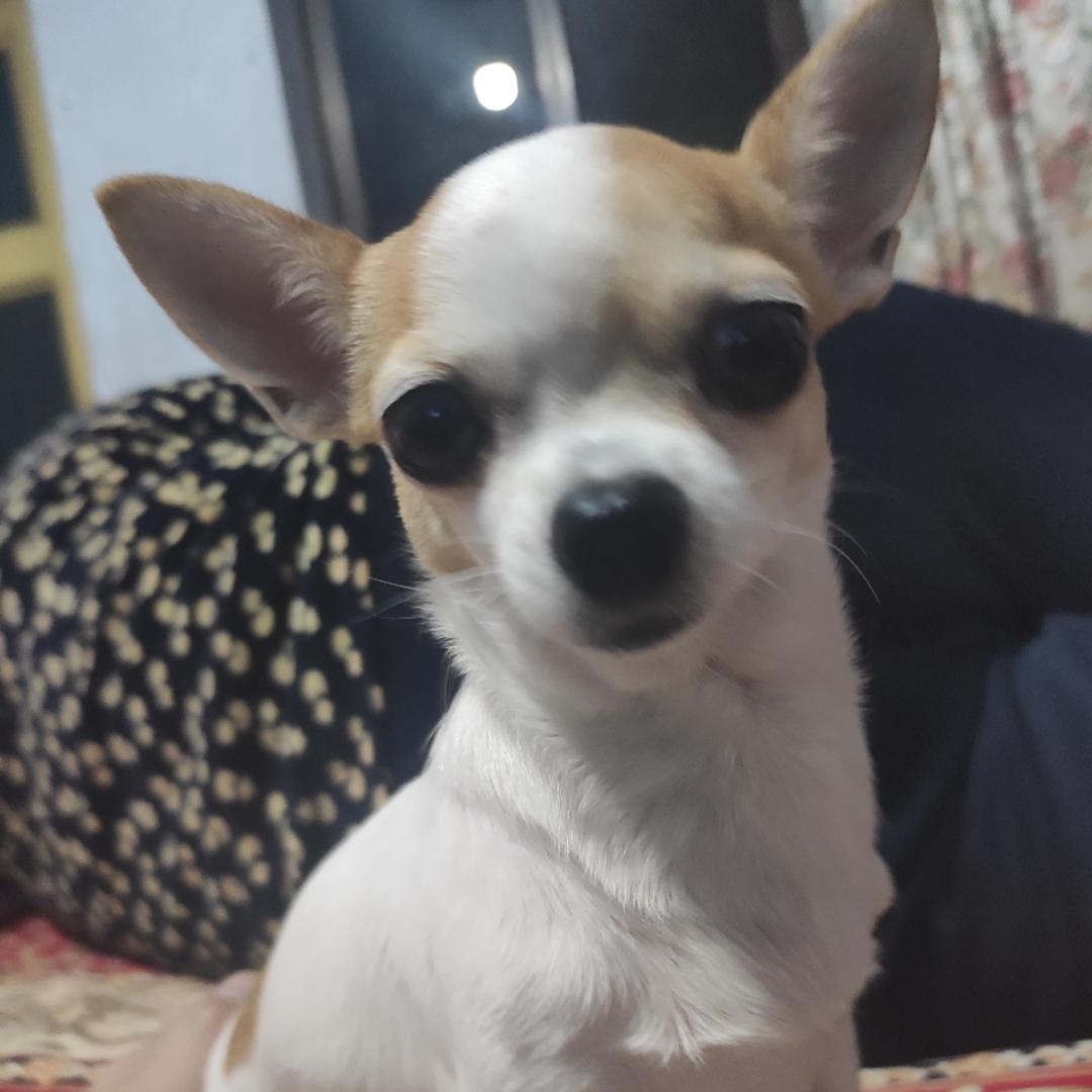 疤痕小刚