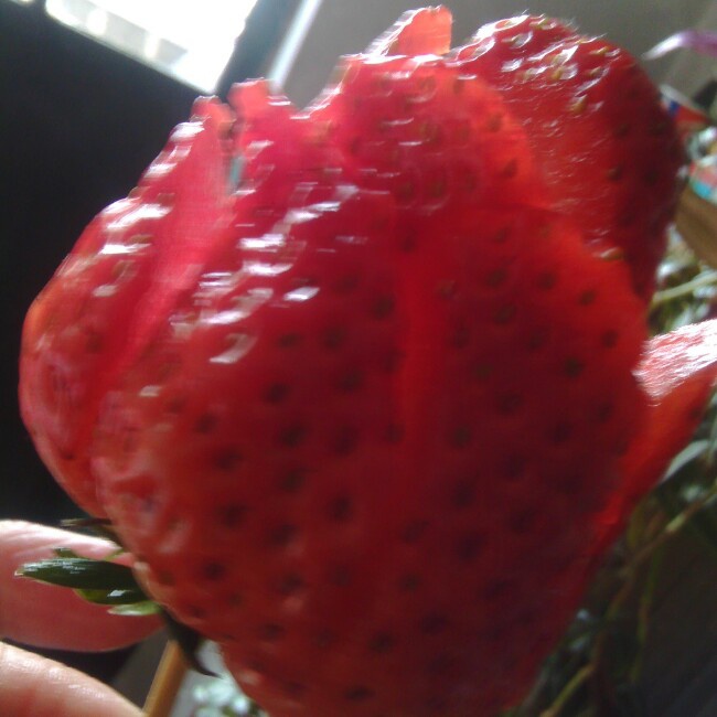 草莓玫瑰花