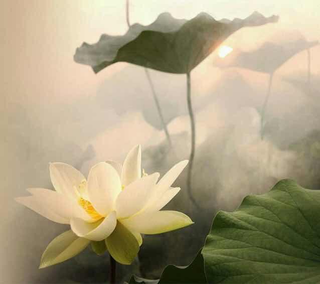 悠然115