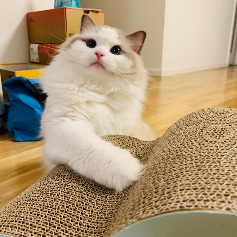 家有香菇的莲子