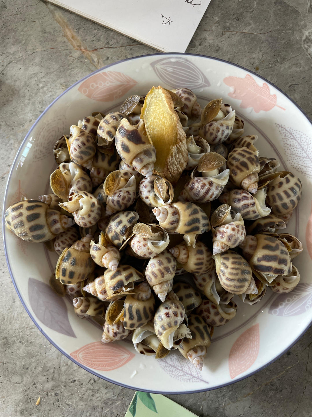 白灼花螺