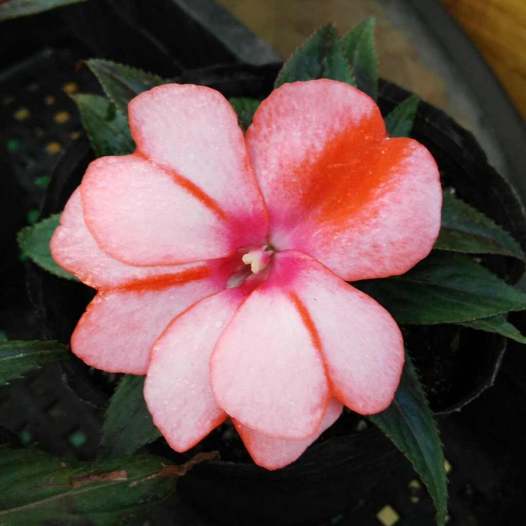 若花开蝴蝶舞