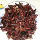 太阳何须畏惧光