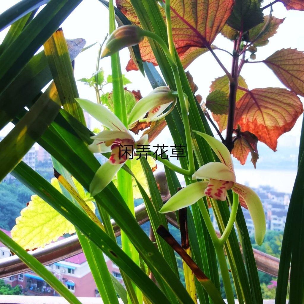 隔水蒸玉米方法