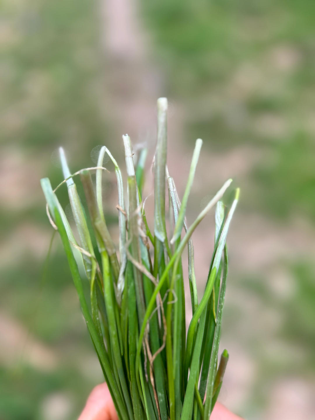 野蒜烙饼