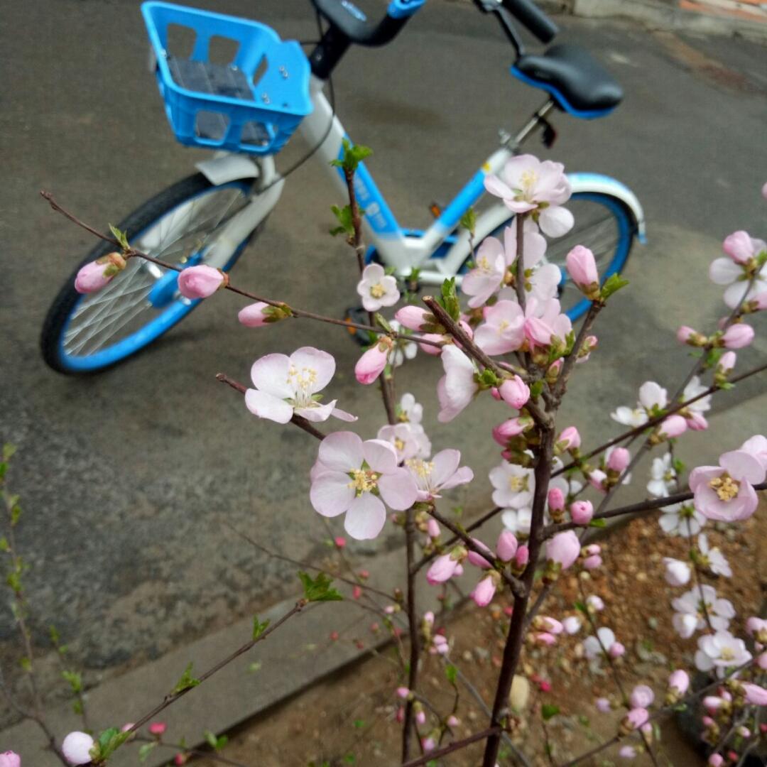 青果_tshg