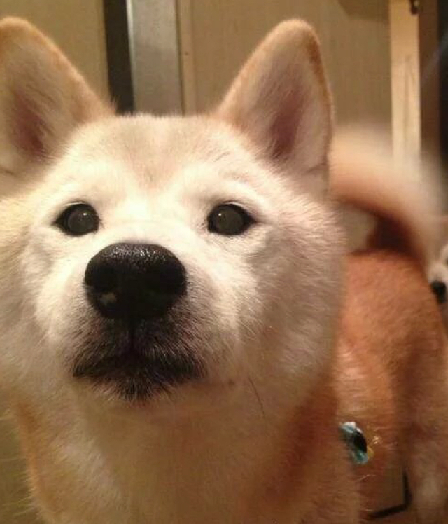 汪汪叫的小兔子