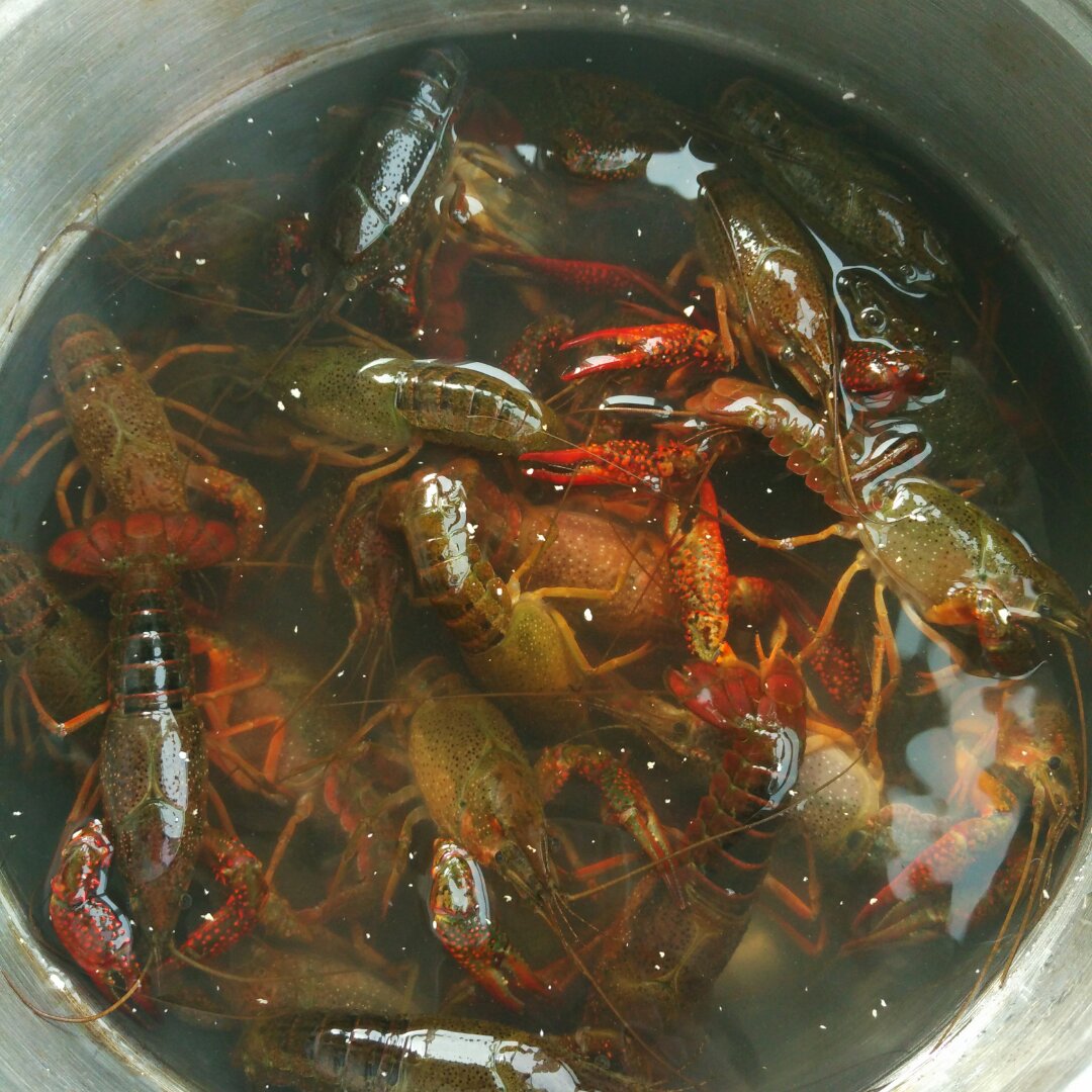 麻辣小龙虾