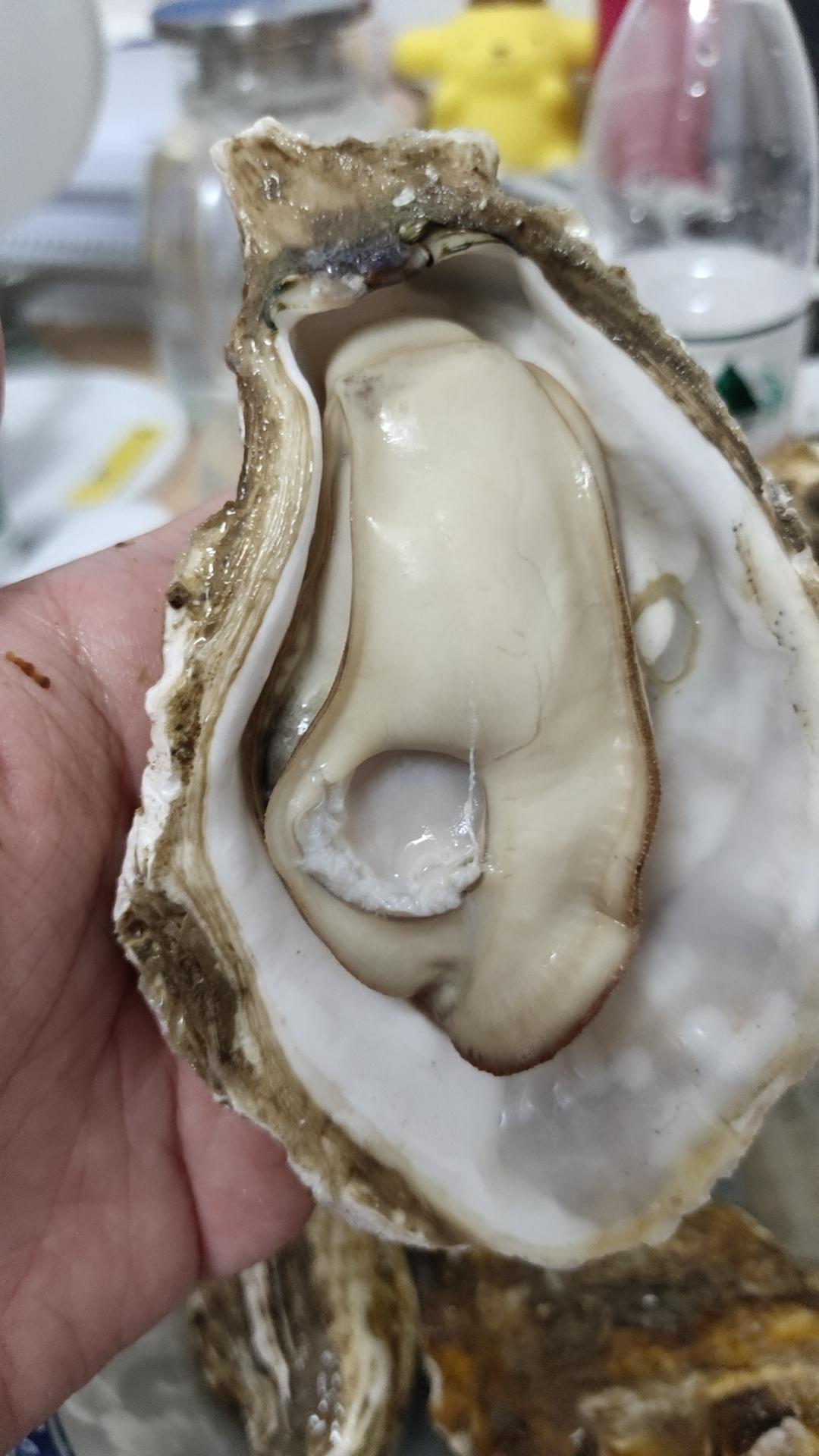 煮牡蛎（海蛎子）家常快手菜 附如何挑选及如何掌握火候！超级鲜肥！