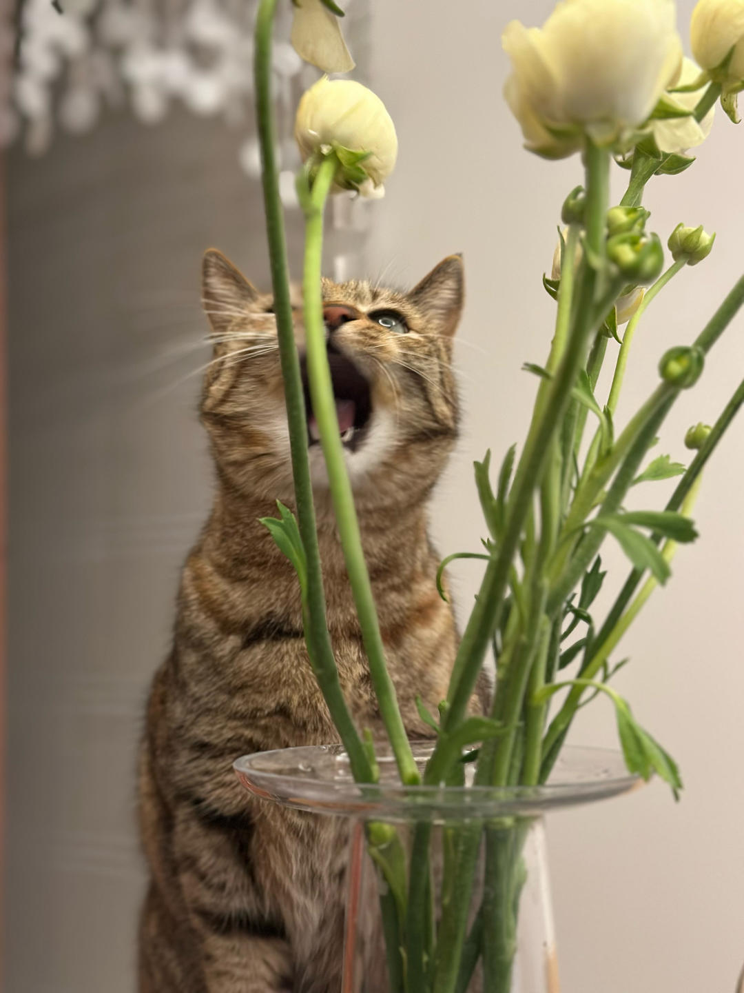 panpi