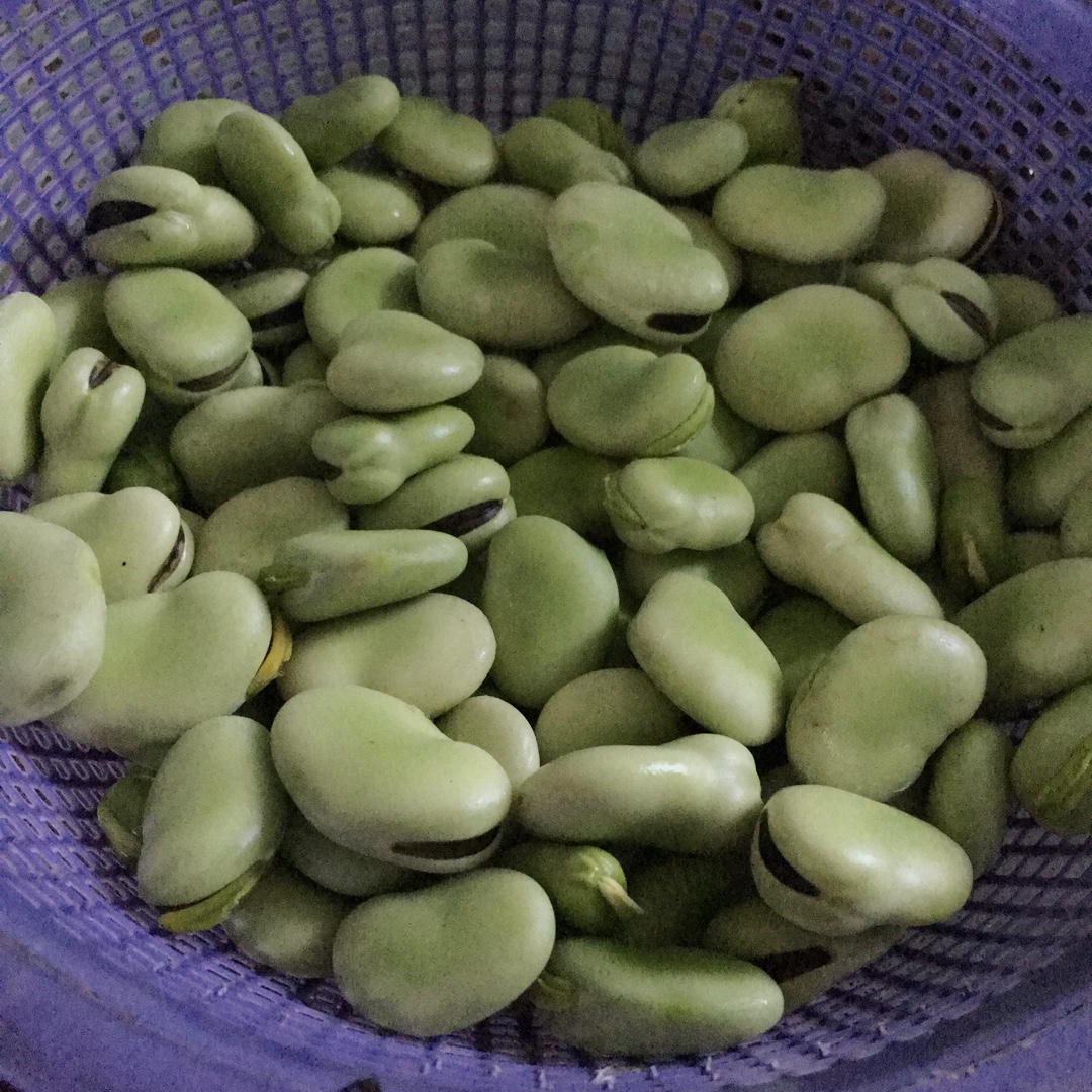 葱炒蚕豆