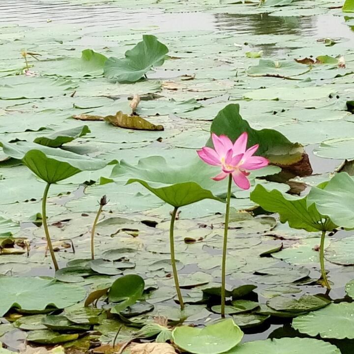 天鹅游水的厨房