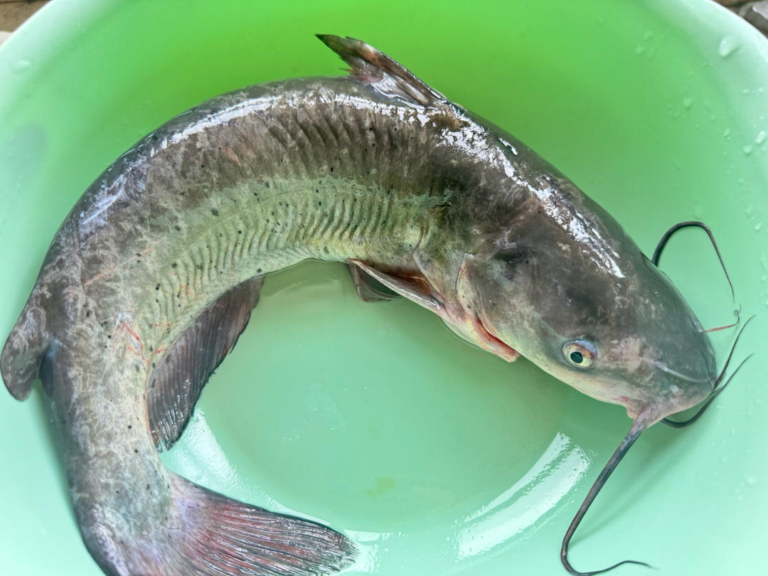 豉汁鮰鱼的做法 步骤1