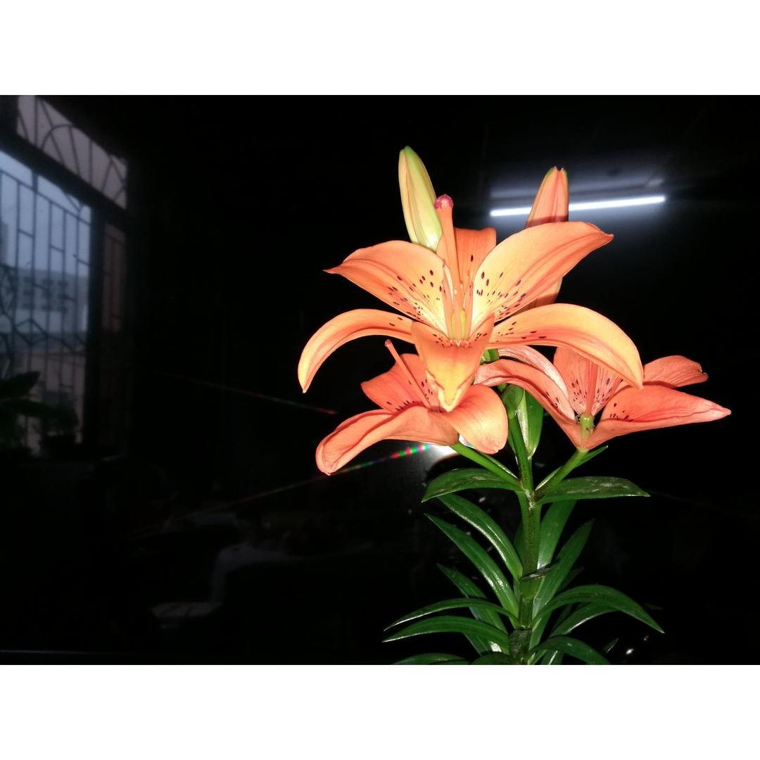 感受鲜花之美