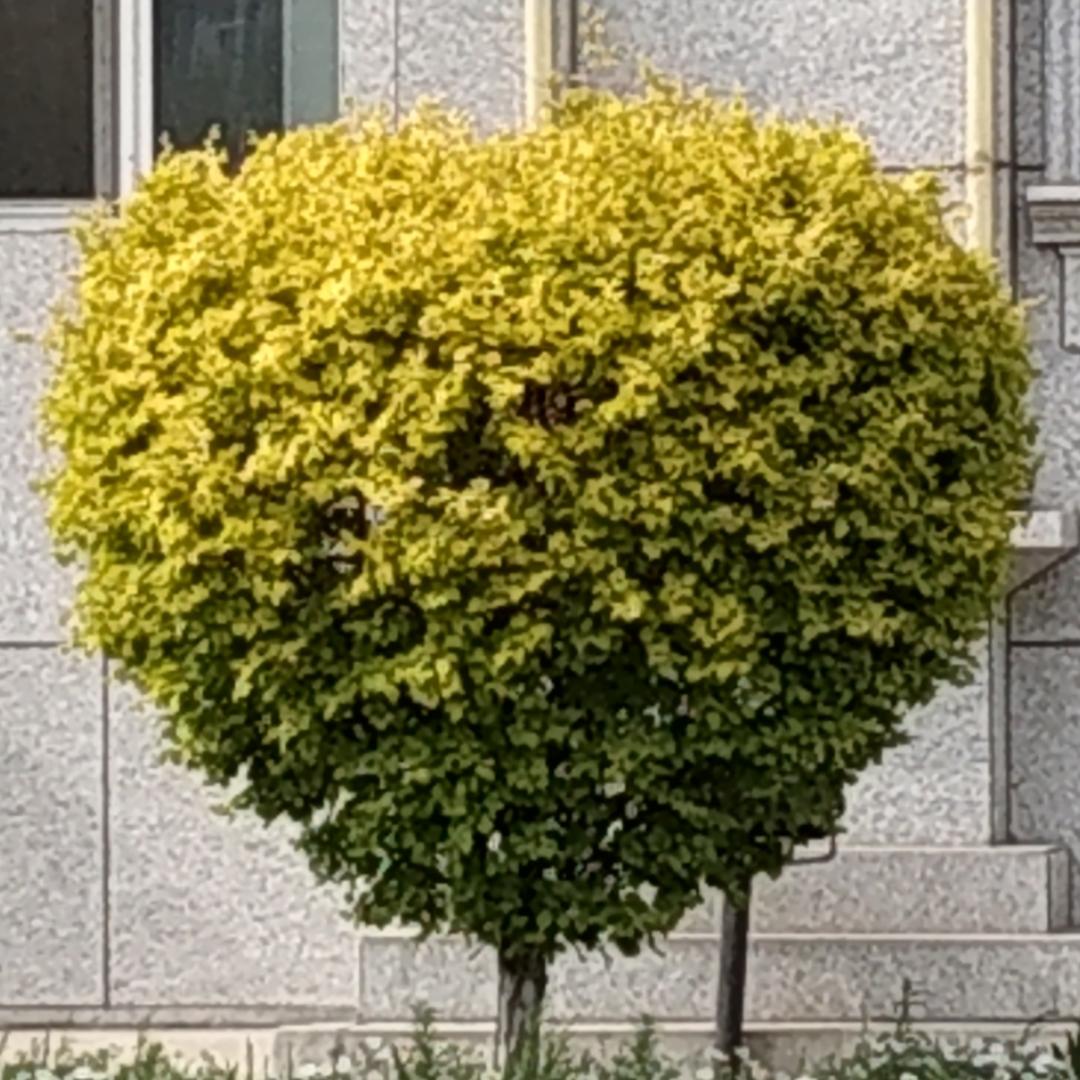 帅大厨once