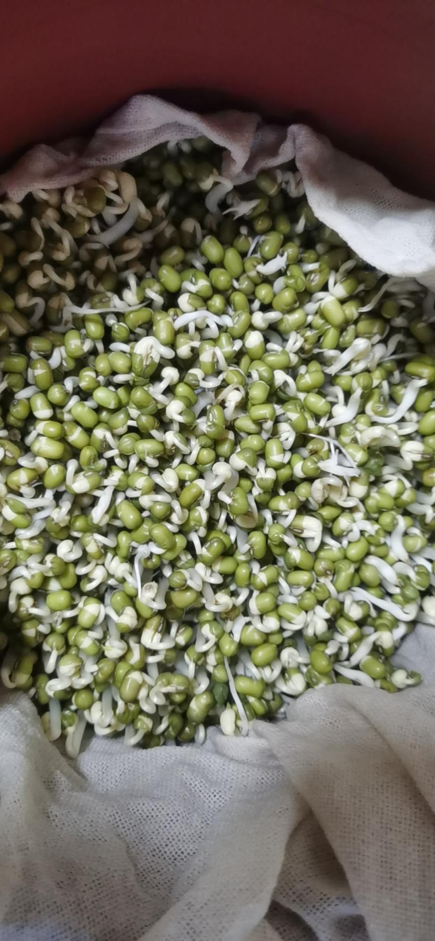 自发豆芽👉👉不用豆芽机版且附操作视频