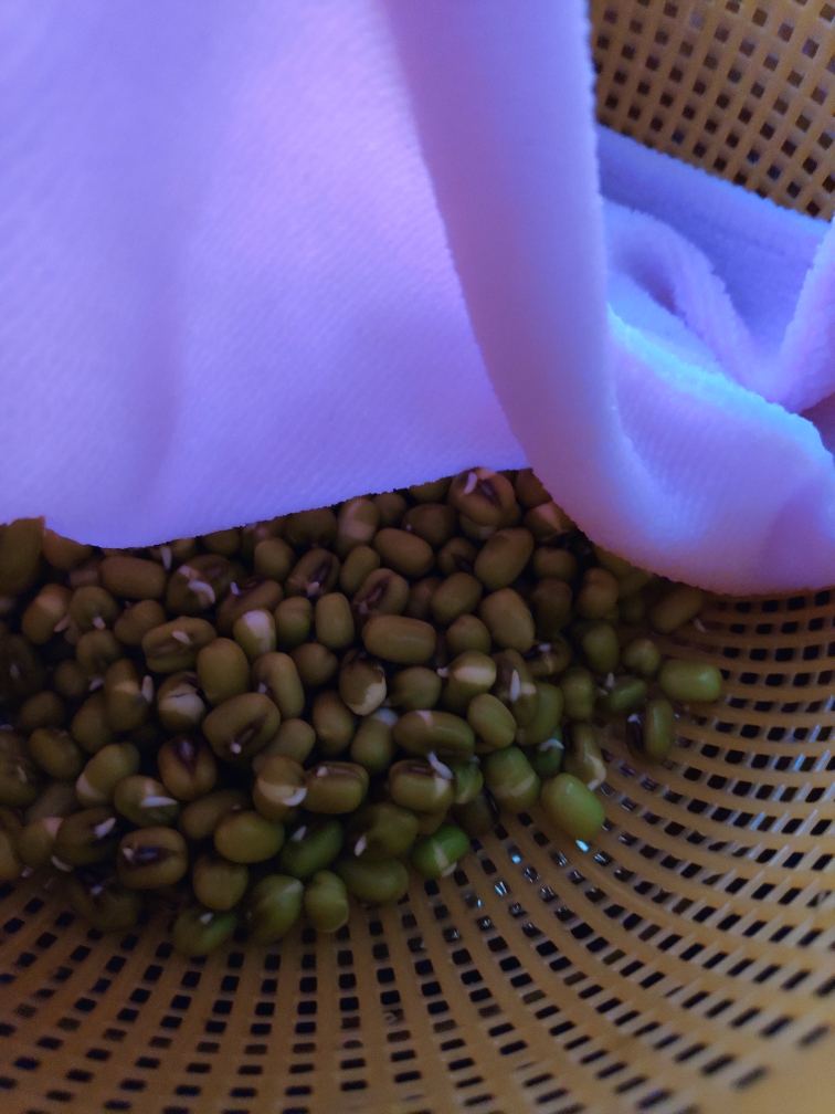 自发绿豆芽的做法 步骤2